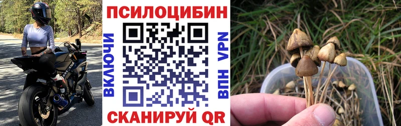 Галлюциногенные грибы Psilocybine cubensis  Купить где  Пересвет 
